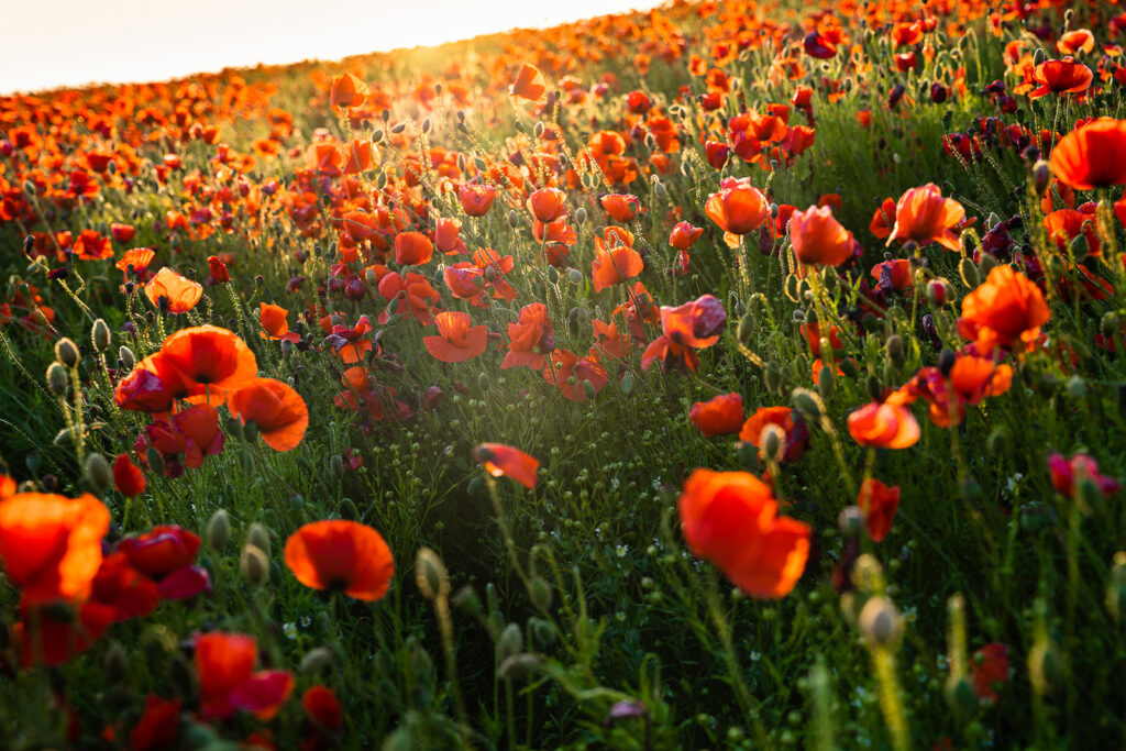 Poppies at Goodwood Estate Poppies at Goodwood Estate
